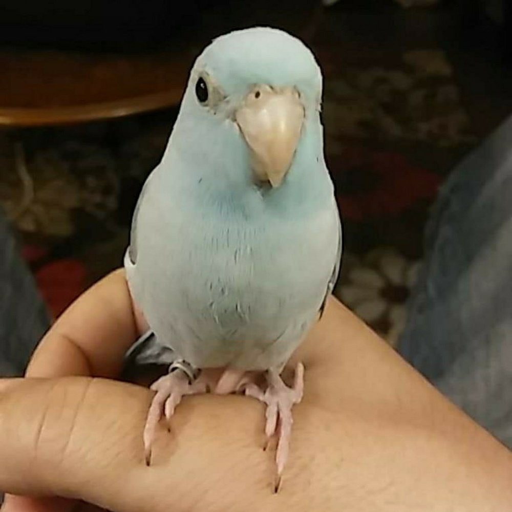 Meet your Posher, Maranda